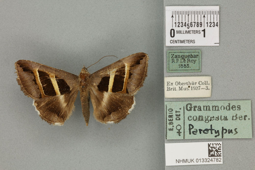 /filer/webapps/moths/media/images/C/congesta_Grammodes_PTF_BMNH_02a.jpg