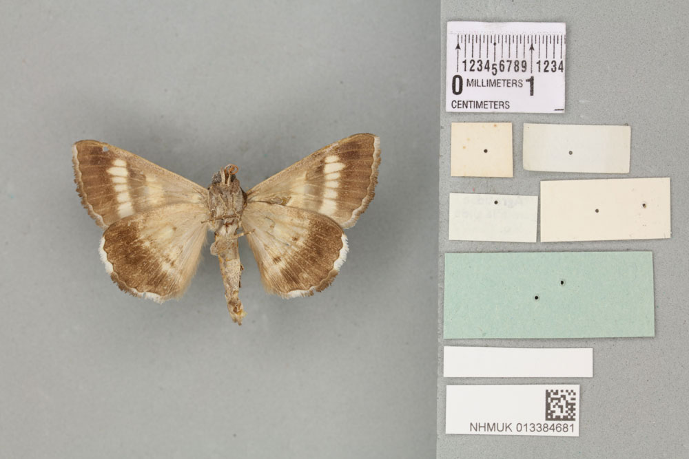 /filer/webapps/moths/media/images/C/congesta_Grammodes_PTM_BMNHb.jpg