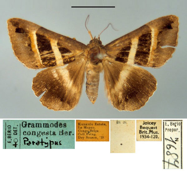 /filer/webapps/moths/media/images/C/congesta_Grammodes_PT_MSNM.jpg