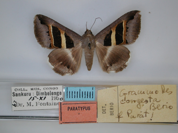 /filer/webapps/moths/media/images/C/congesta_Grammodes_PT_RMCA_01.jpg