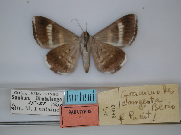 /filer/webapps/moths/media/images/C/congesta_Grammodes_PT_RMCA_02.jpg
