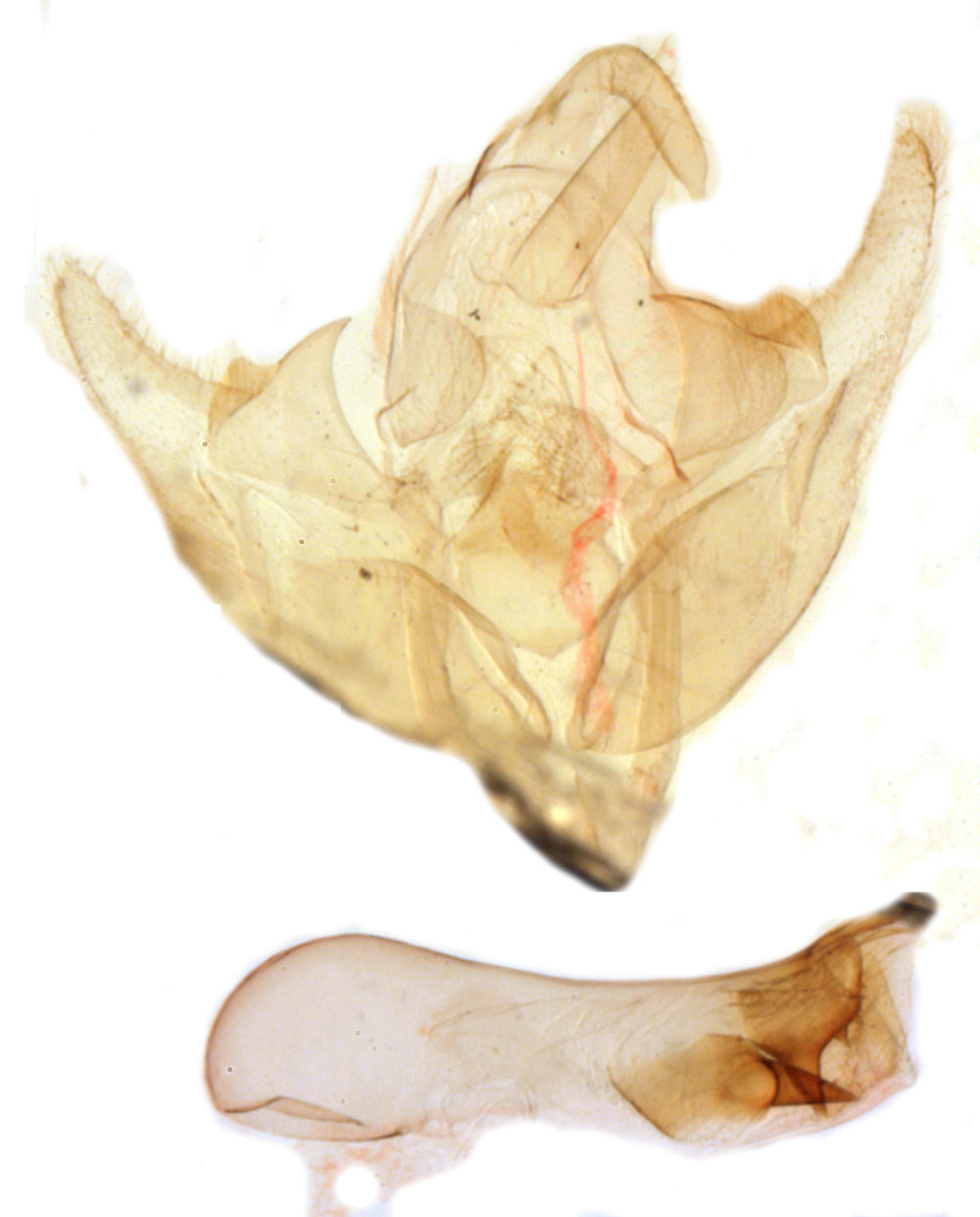 /filer/webapps/moths/media/images/C/congitae_Acrapex_GMHT_MNHN_BL1225.jpg