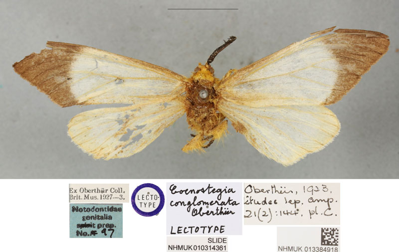 /filer/webapps/moths/media/images/C/conglomerata_Coenostegia_LT_BMNH.jpg