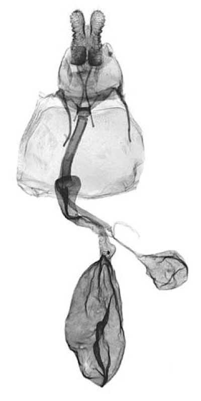 /filer/webapps/moths/media/images/C/congo_Xeneboda_GFHT_RMCA.jpg