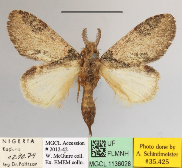 /filer/webapps/moths/media/images/C/congoana_Desmeocraera_A_MGCLa_02.JPG