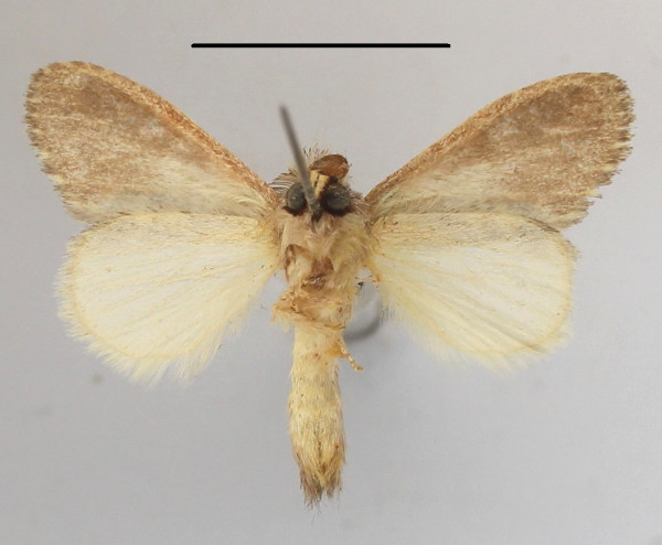 /filer/webapps/moths/media/images/C/congoana_Desmeocraera_A_MGCLb_01.JPG