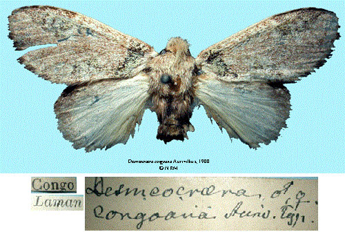 /filer/webapps/moths/media/images/C/congoana_Desmeocraera_STF_SNHMa.jpg