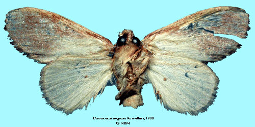 /filer/webapps/moths/media/images/C/congoana_Desmeocraera_STF_SNHMb.jpg