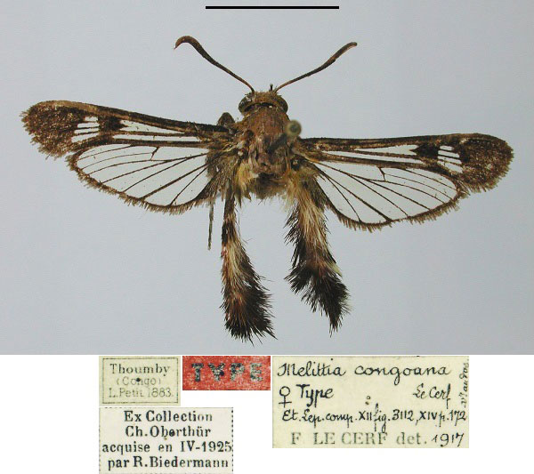 /filer/webapps/moths/media/images/C/congoana_Melittia_HT_MNHN.jpg