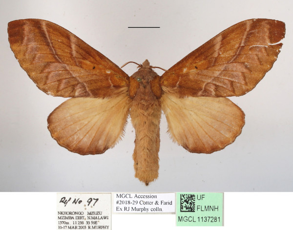 /filer/webapps/moths/media/images/C/congoense_Stoermeriana_AF_MGCLa_01.JPG