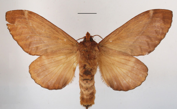 /filer/webapps/moths/media/images/C/congoense_Stoermeriana_AF_MGCLb_01.JPG