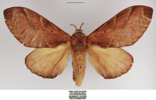 /filer/webapps/moths/media/images/C/congoense_Stoermeriana_AF_TMSA.jpg
