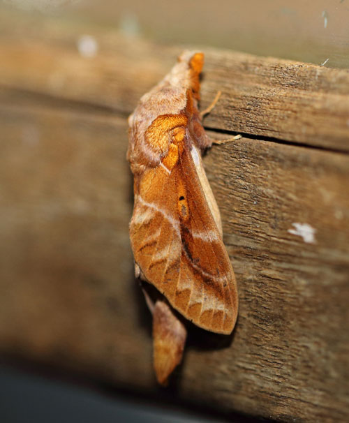 /filer/webapps/moths/media/images/C/congoense_Stoermeriana_A_Voaden.jpg