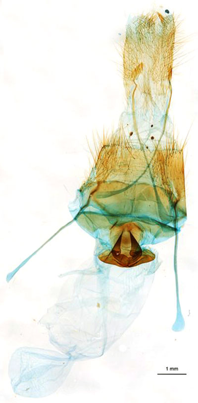 /filer/webapps/moths/media/images/C/congoense_Taragama_GFPLT_RBINS.jpg