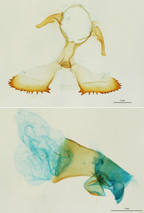 /filer/webapps/moths/media/images/C/congoense_Taragama_GMLT_RBINS.jpg