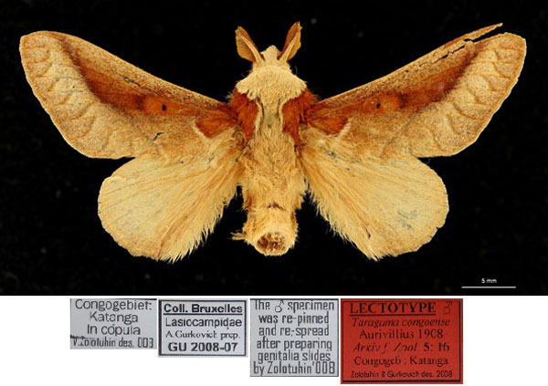 /filer/webapps/moths/media/images/C/congoense_Taragama_LT_RBINSa.jpg