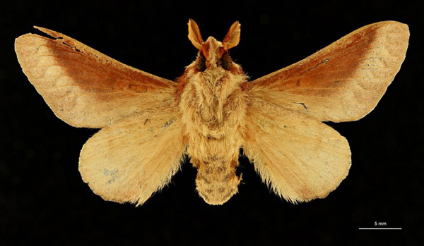 /filer/webapps/moths/media/images/C/congoense_Taragama_LT_RBINSb.jpg