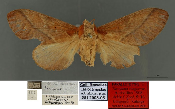 /filer/webapps/moths/media/images/C/congoense_Taragama_PLTF_RBINSa.jpg