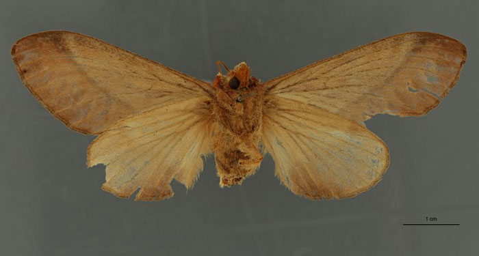 /filer/webapps/moths/media/images/C/congoense_Taragama_PLTF_RBINSb.jpg