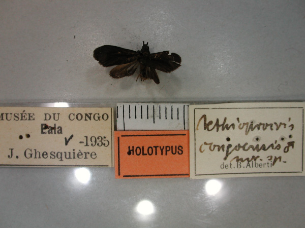 /filer/webapps/moths/media/images/C/congoensis_Aethioprocris_HT_RMCA_01.jpg