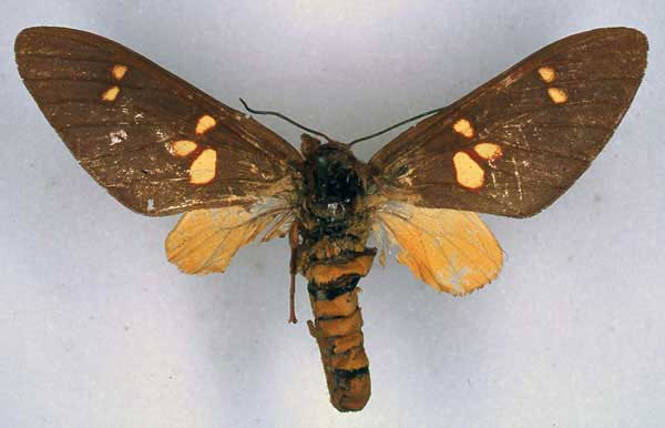 /filer/webapps/moths/media/images/C/congoensis_Balacra_HT_BMNH_01.jpg