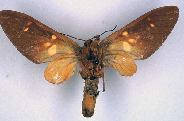/filer/webapps/moths/media/images/C/congoensis_Balacra_HT_BMNH_02.jpg