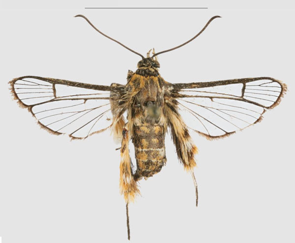 /filer/webapps/moths/media/images/C/congoensis_Crinipus_HT_RMCAa.jpg