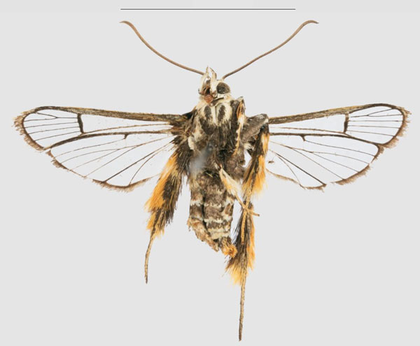 /filer/webapps/moths/media/images/C/congoensis_Crinipus_HT_RMCAb.jpg