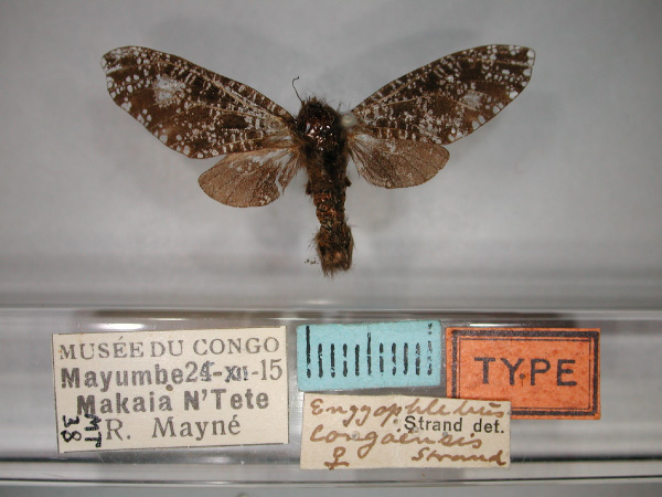 /filer/webapps/moths/media/images/C/congoensis_Eulophonotus_AT_RMCA_01.jpg