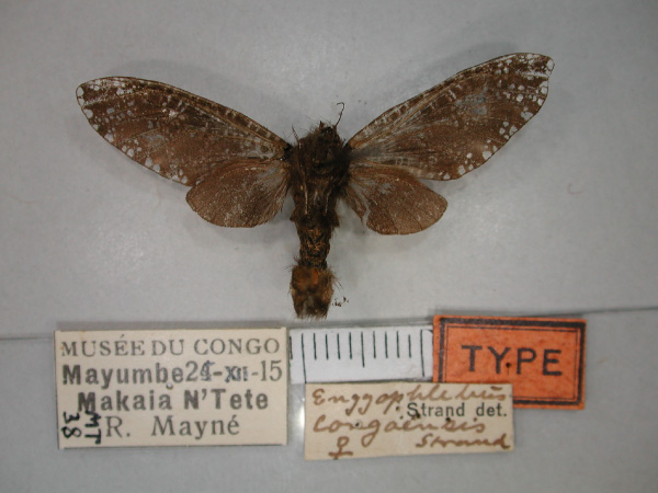 /filer/webapps/moths/media/images/C/congoensis_Eulophonotus_AT_RMCA_02.jpg