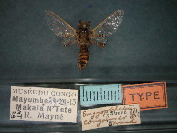 /filer/webapps/moths/media/images/C/congoensis_Eulophonotus_HT_RMCA_01.jpg