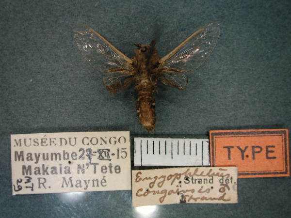 /filer/webapps/moths/media/images/C/congoensis_Eulophonotus_HT_RMCA_02.jpg