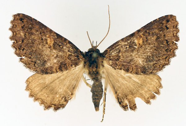 /filer/webapps/moths/media/images/C/congoensis_Hypersypnoides_AF_TMSA_01.jpg