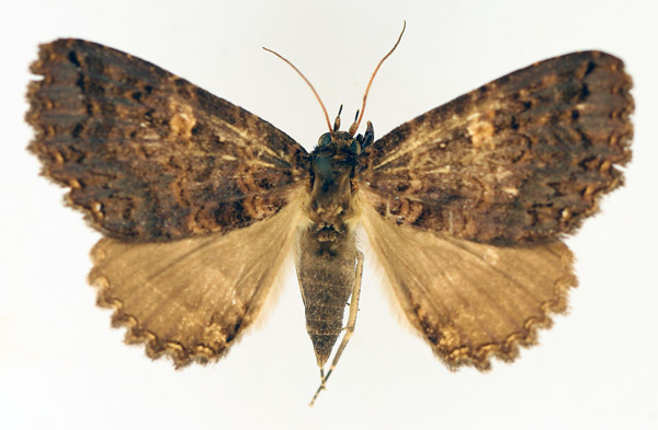 /filer/webapps/moths/media/images/C/congoensis_Hypersypnoides_AF_TMSA_02.jpg
