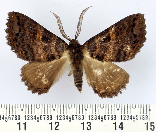 /filer/webapps/moths/media/images/C/congoensis_Hypersypnoides_AM_BMNH.jpg