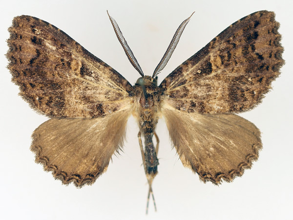 /filer/webapps/moths/media/images/C/congoensis_Hypersypnoides_AM_TMSA_02.jpg