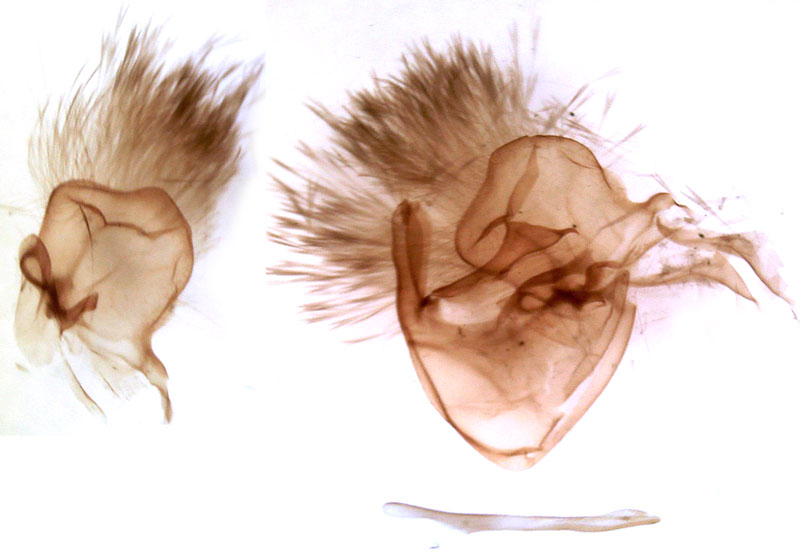 /filer/webapps/moths/media/images/C/congoensis_Hypersypnoides_GMHT_Berio-725.jpg