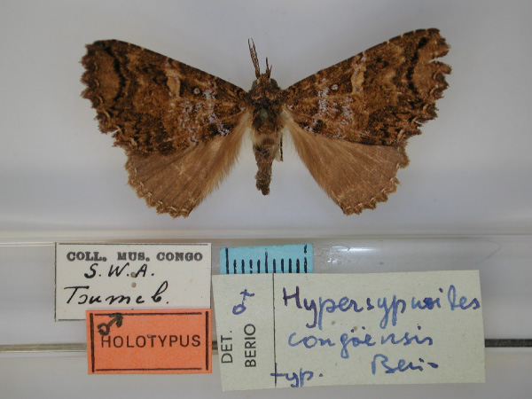 /filer/webapps/moths/media/images/C/congoensis_Hypersypnoides_HT_RMCA_01.jpg