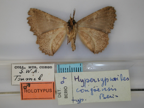 /filer/webapps/moths/media/images/C/congoensis_Hypersypnoides_HT_RMCA_02.jpg