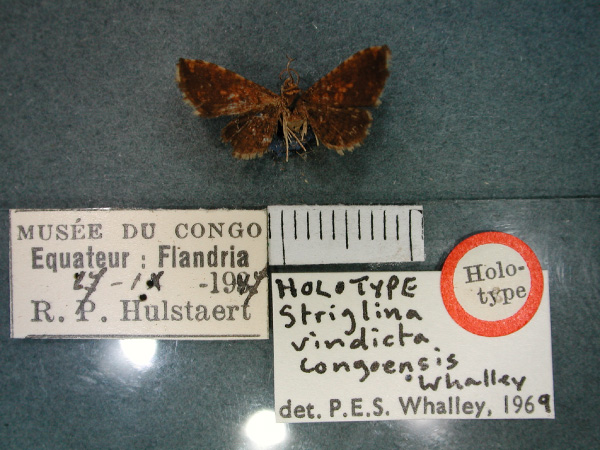 /filer/webapps/moths/media/images/C/congoensis_Jamboina_HT_RMCA_01.jpg