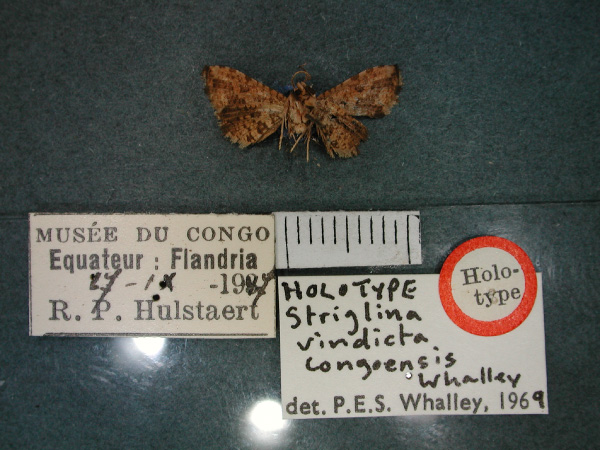 /filer/webapps/moths/media/images/C/congoensis_Jamboina_HT_RMCA_02.jpg