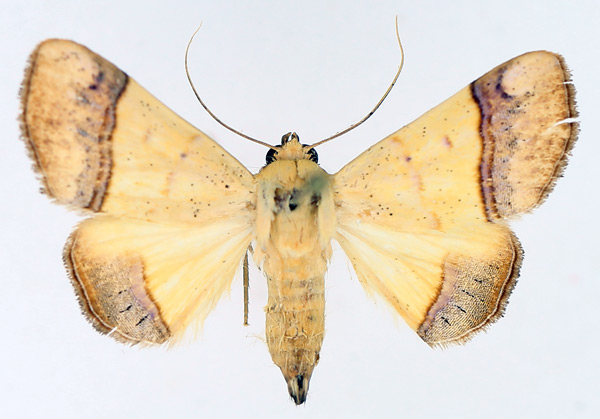 /filer/webapps/moths/media/images/C/congoensis_Strongylosia_AF_TMSA.jpg