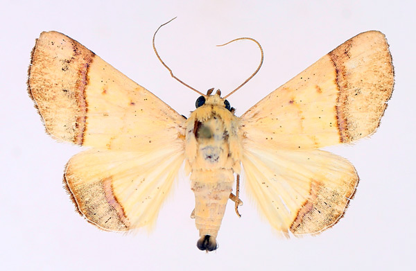 /filer/webapps/moths/media/images/C/congoensis_Strongylosia_AM_TMSA_01.jpg
