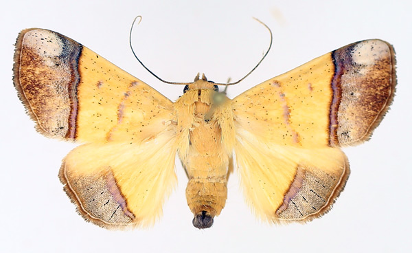 /filer/webapps/moths/media/images/C/congoensis_Strongylosia_AM_TMSA_02.jpg