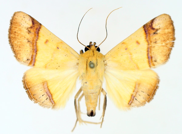 /filer/webapps/moths/media/images/C/congoensis_Strongylosia_AM_TMSA_03.jpg