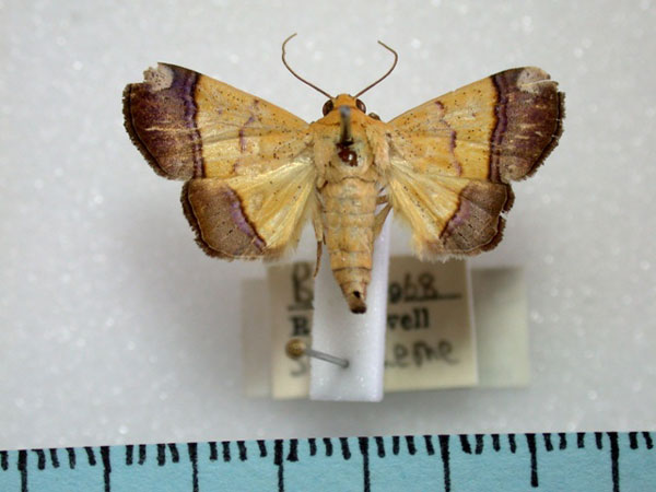/filer/webapps/moths/media/images/C/congoensis_Strongylosia_A_Revell.jpg