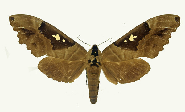 /filer/webapps/moths/media/images/C/congoicum_Lophostethus_AF_Basquin.jpg