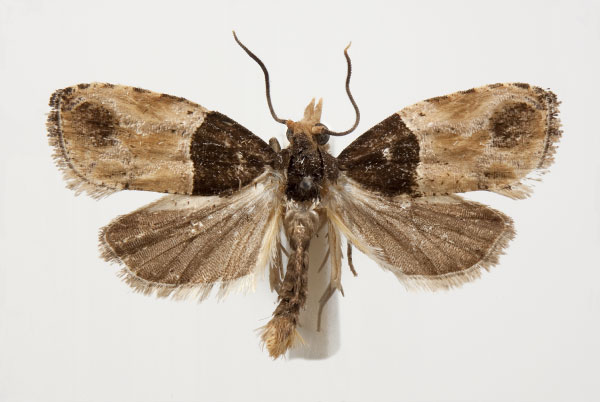 /filer/webapps/moths/media/images/C/congolana_Conaspasia_PT_RMCA.jpg