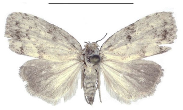 /filer/webapps/moths/media/images/C/congolana_Ezishnola_HT_ANHRT.jpg