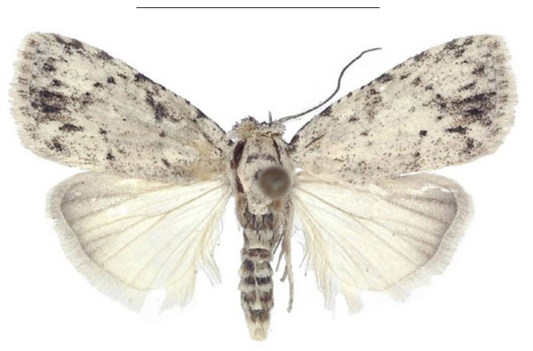 /filer/webapps/moths/media/images/C/congolana_Ezishnola_PTM_ANHRT_01.jpg
